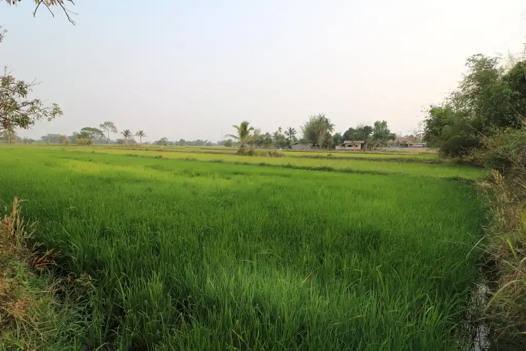 8+ rai of irrigated farmland for sale in Phang Khwang, Sakon Nakhon, photo 4
