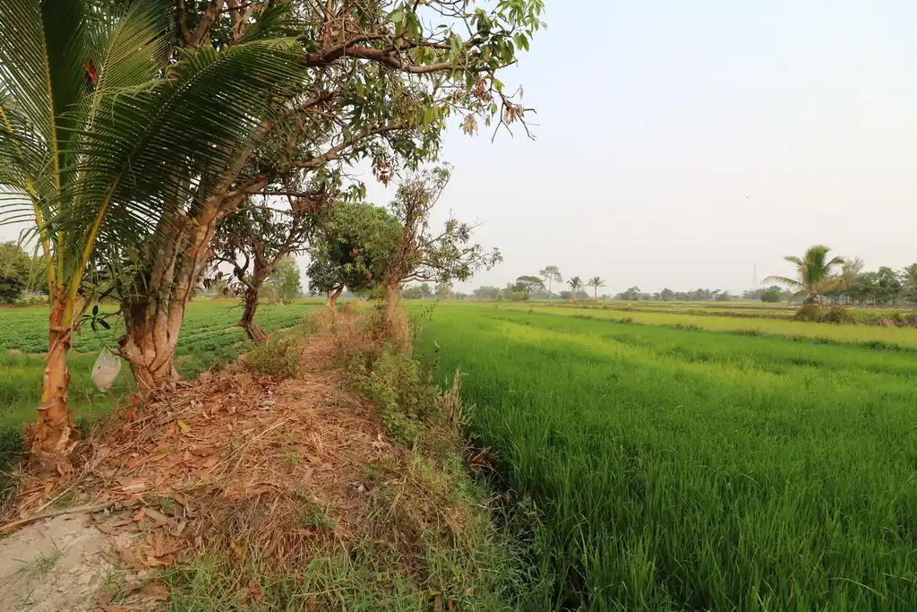 8+ rai of irrigated farmland for sale in Phang Khwang, Sakon Nakhon, photo 5