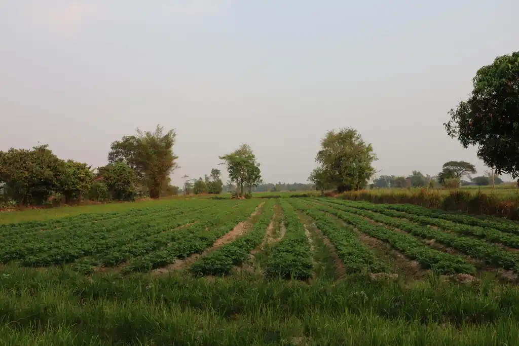 8+ rai of irrigated farmland for sale in Phang Khwang, Sakon Nakhon, photo 6