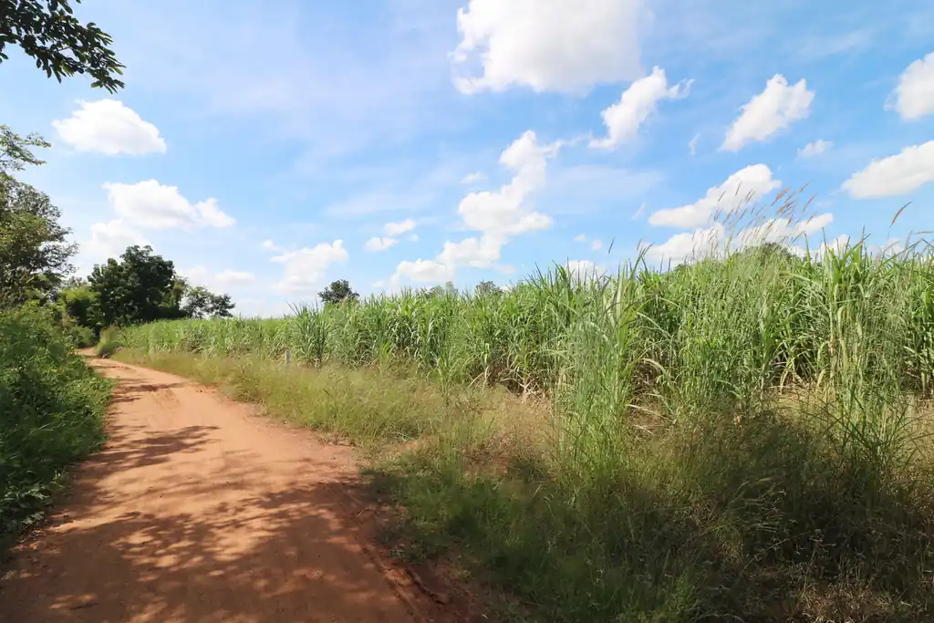 36 rai of fertile farmland for sale near Nong Bua Lam Phu, photo 10