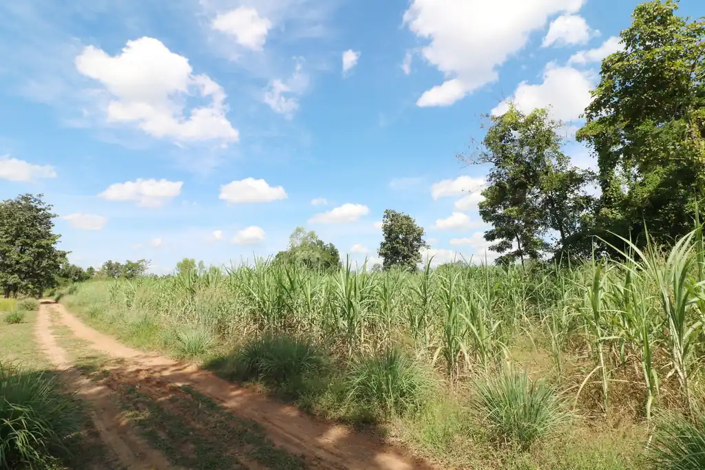 36 rai of fertile farmland for sale near Nong Bua Lam Phu, photo 12