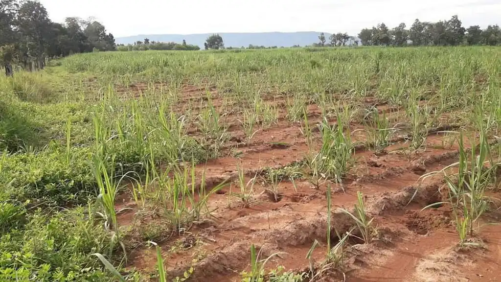36 rai of fertile farmland for sale near Nong Bua Lam Phu, photo 18