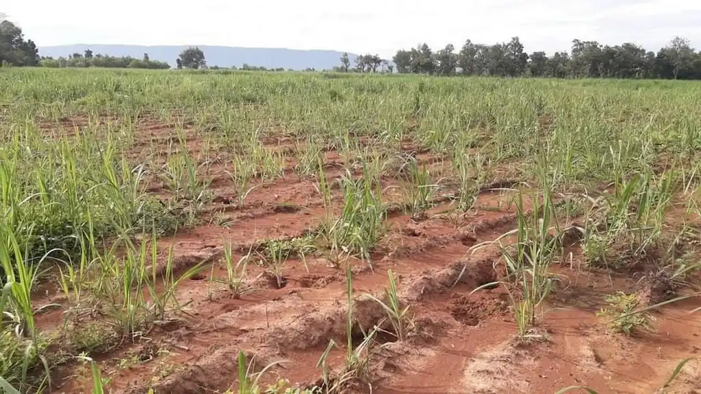 36 rai of fertile farmland for sale near Nong Bua Lam Phu, photo 19