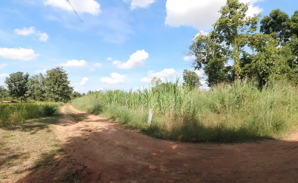 36 rai of fertile farmland for sale near Nong Bua Lam Phu, photo 6