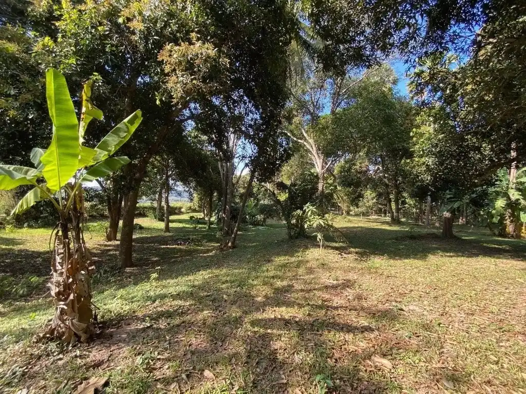 10+ rai Mekong-front land for sale in Chiang Khan, Loei, photo 7