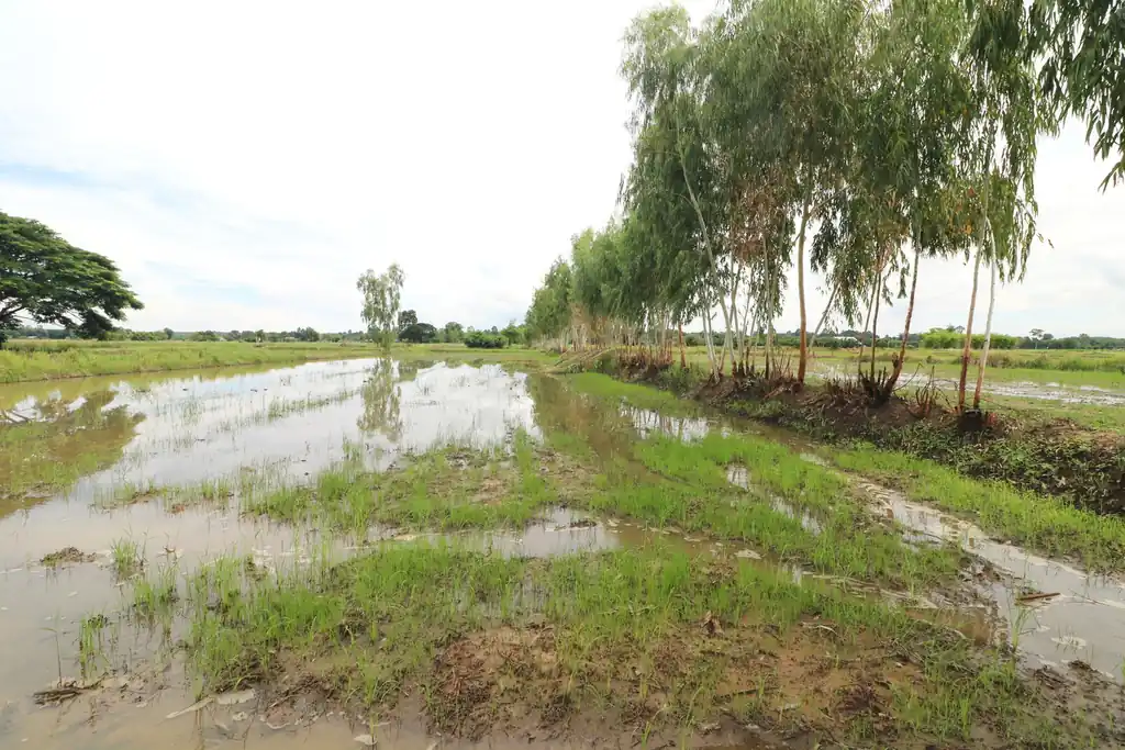 5+ rai of land for sale in Ban Tat, Udon Thani, photo 12