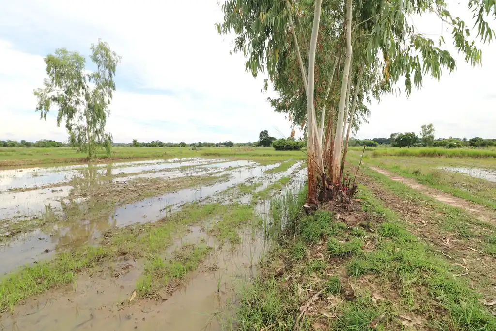 5+ rai of land for sale in Ban Tat, Udon Thani, photo 5