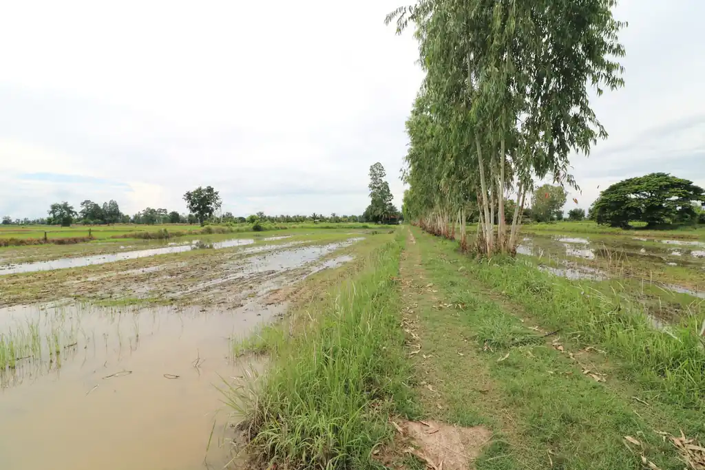 5+ rai of land for sale in Ban Tat, Udon Thani, photo 7