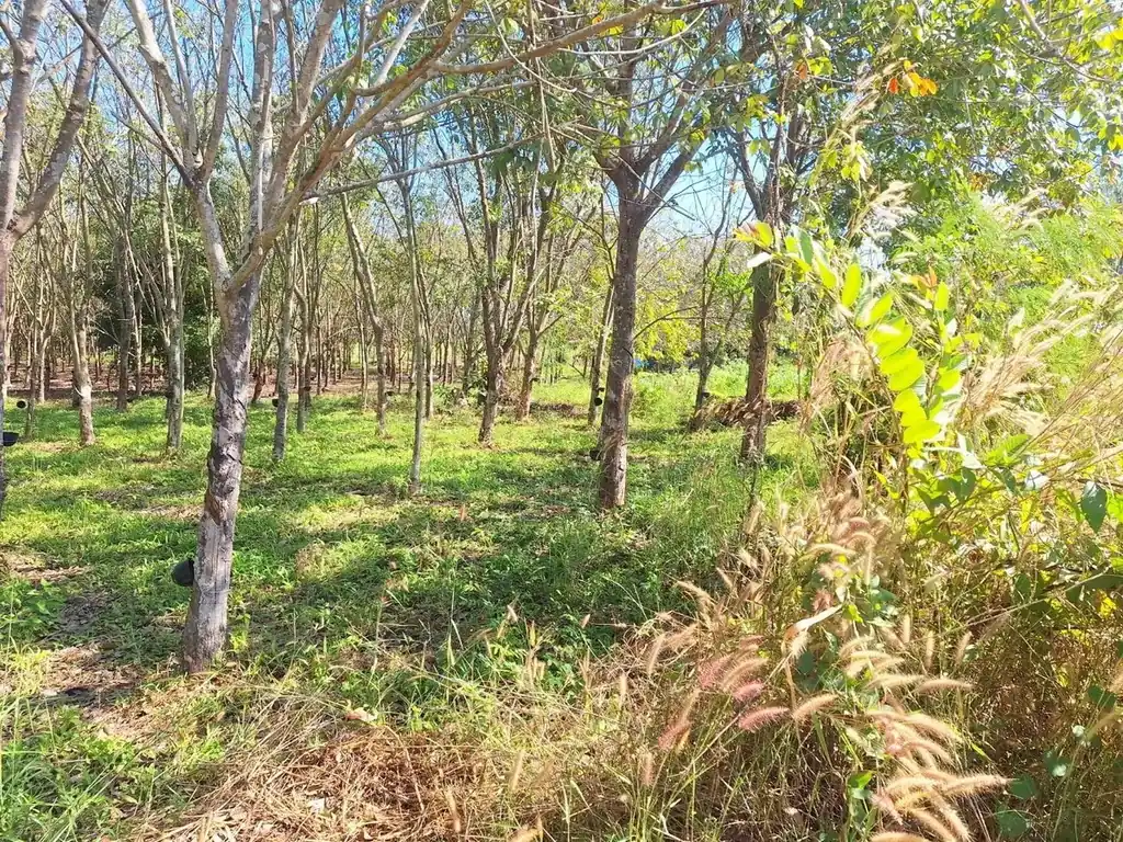 3.69 rai home site with rubber trees for sale near Nong Wua So, Udon Thani, photo 10