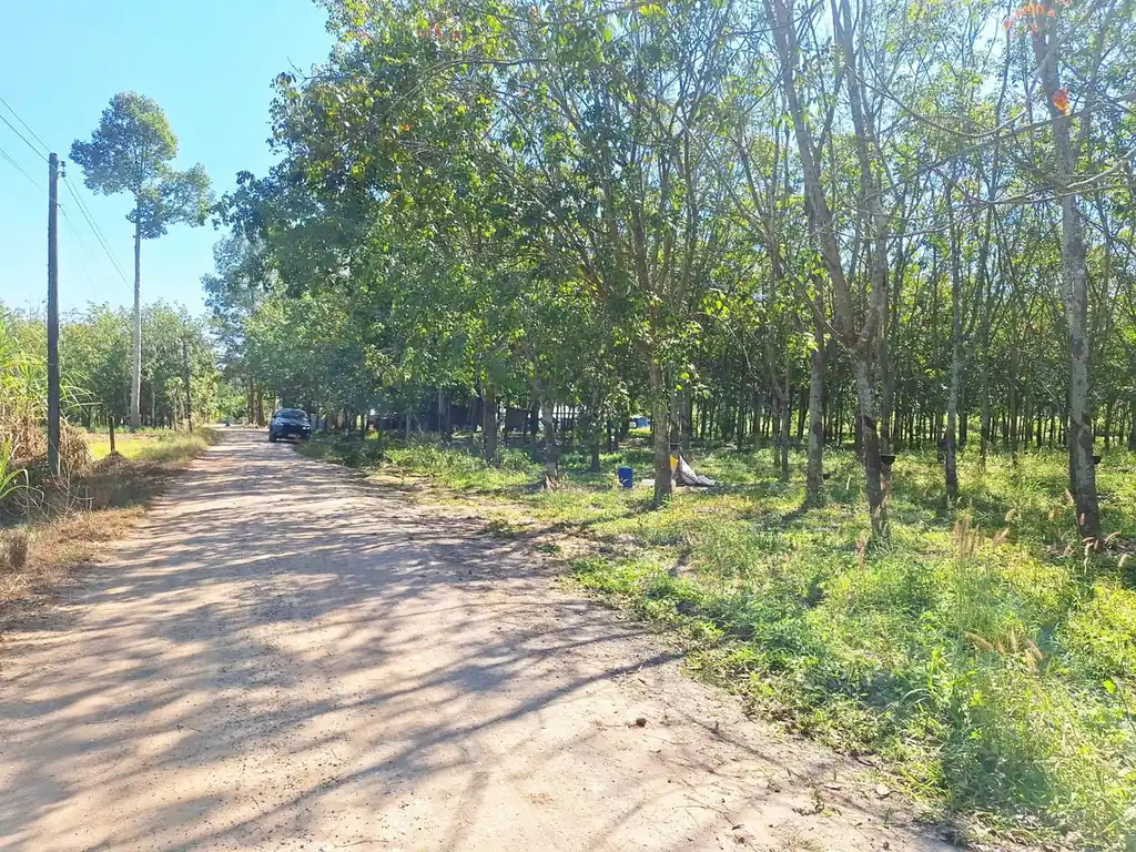 3.69 rai home site with rubber trees for sale near Nong Wua So, Udon Thani, photo 3