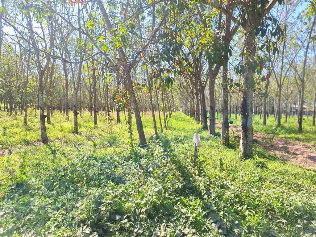 3.69 rai home site with rubber trees for sale near Nong Wua So, Udon Thani, photo 4