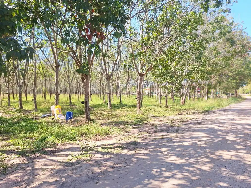 3.69 rai home site with rubber trees for sale near Nong Wua So, Udon Thani, photo 5