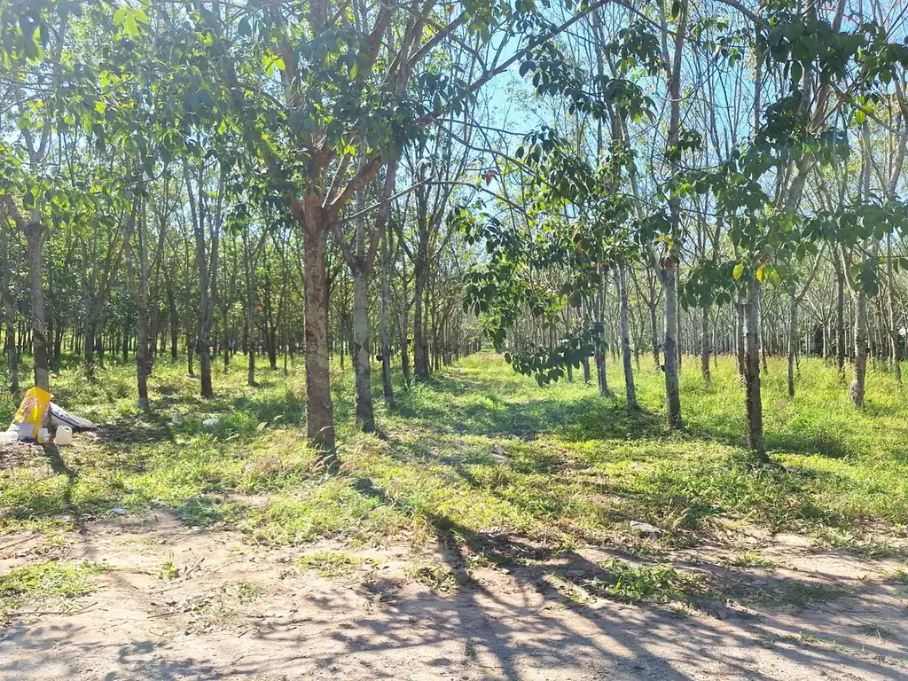 3.69 rai home site with rubber trees for sale near Nong Wua So, Udon Thani, photo 9