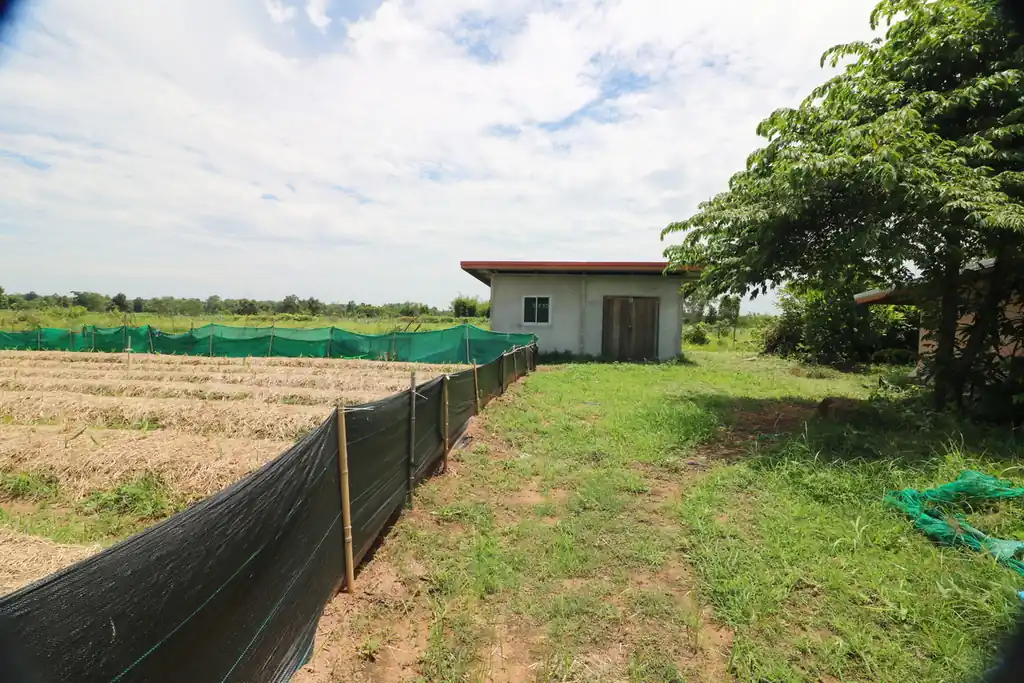 Kratom plantation with residence for sale – 25 rai agricultural business in Nong Bua Lam Phu, photo 19