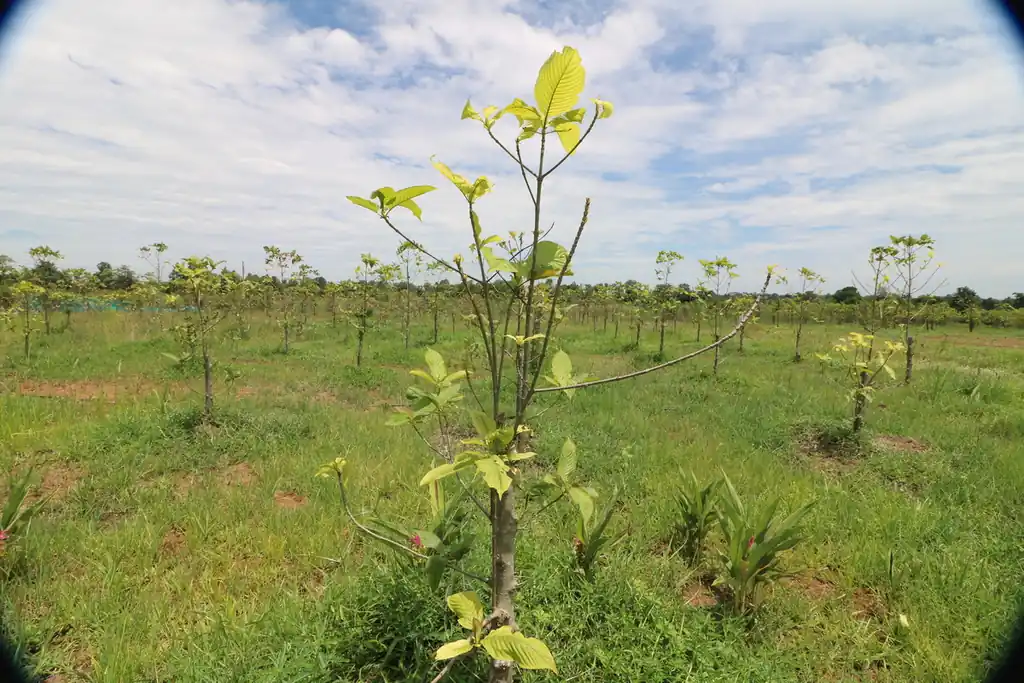 Kratom plantation with residence for sale – 25 rai agricultural business in Nong Bua Lam Phu, photo 20