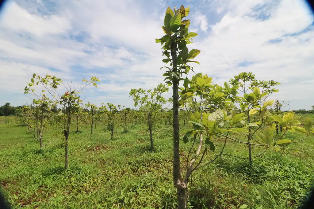 Kratom plantation with residence for sale – 25 rai agricultural business in Nong Bua Lam Phu, photo 21
