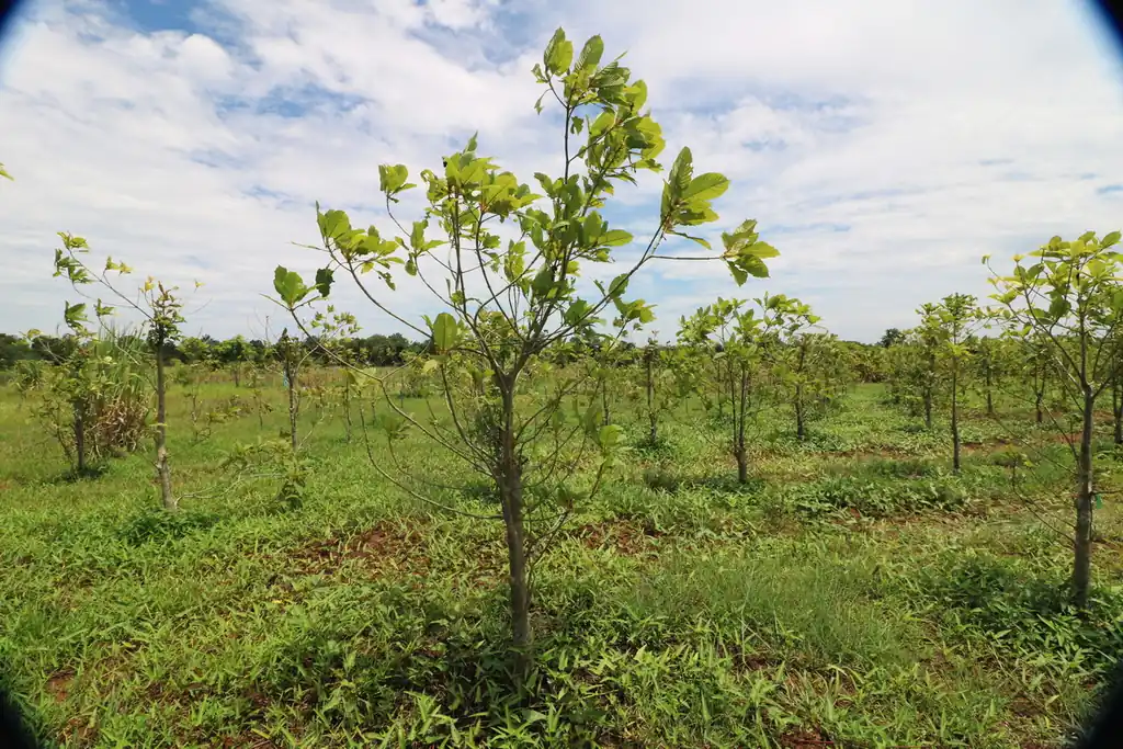 Kratom plantation with residence for sale – 25 rai agricultural business in Nong Bua Lam Phu, photo 22