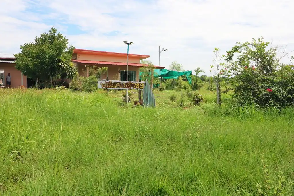 Kratom plantation with residence for sale – 25 rai agricultural business in Nong Bua Lam Phu, photo 3