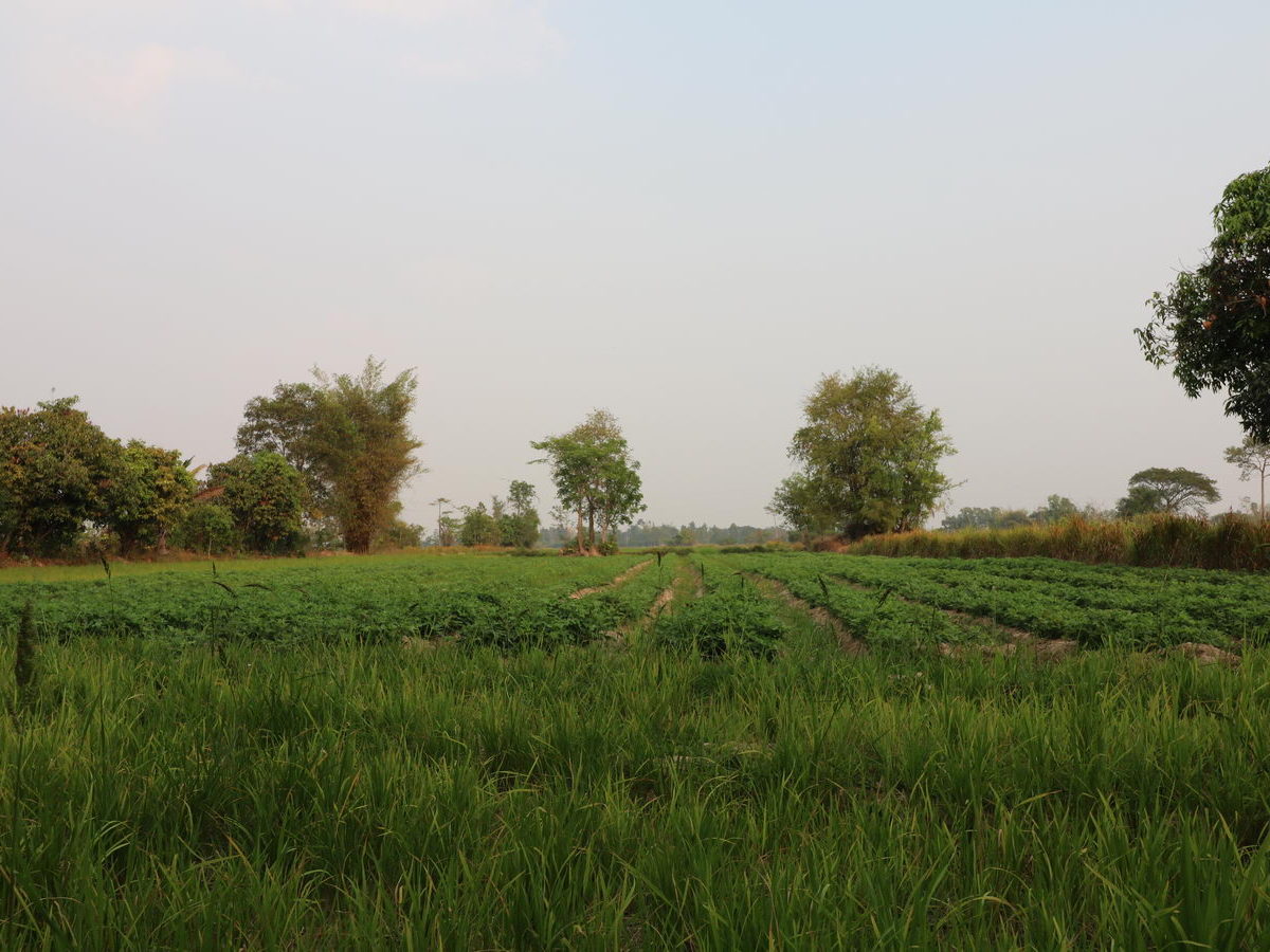 Fertile Farm Land For Sale, Phang Khwang, Sakon Nakhon, Thailand ...