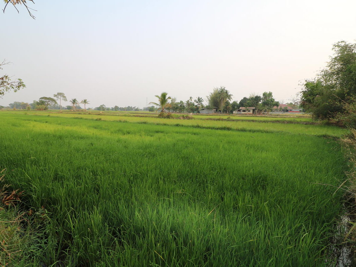 Fertile Farm Land For Sale, Phang Khwang, Sakon Nakhon, Thailand